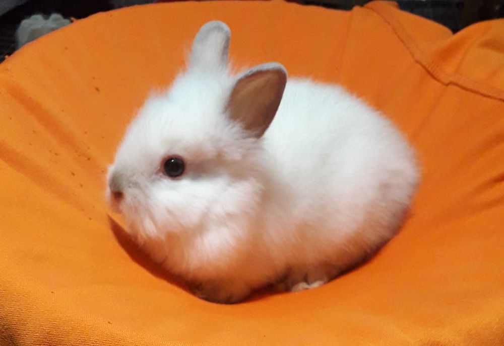 Декоративні кролики,  карликові кролики