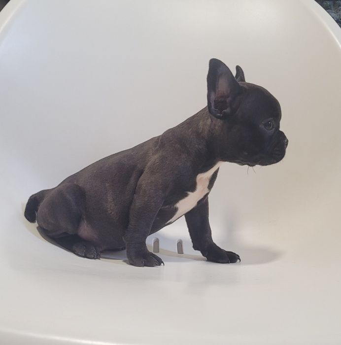 Bulldog francês macho