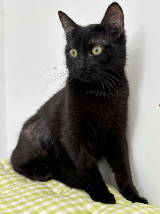 Кошеня в добрі руки