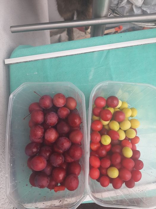 Śliweczka słodkie stare odmiany poniemieckie