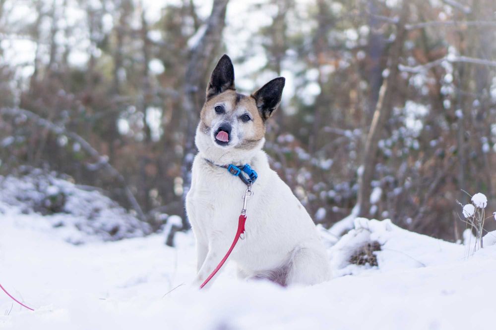 10 letni Remik  - adoptuj go!