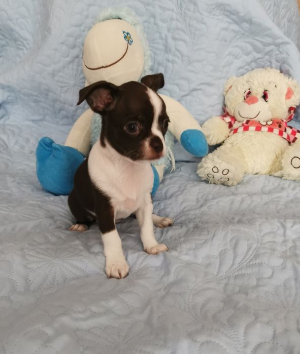 Suczka Chihuahua