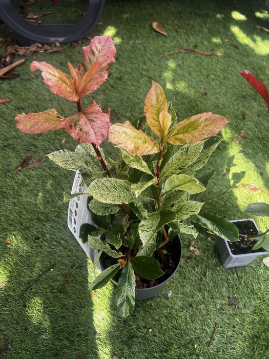 Photinias para sebes