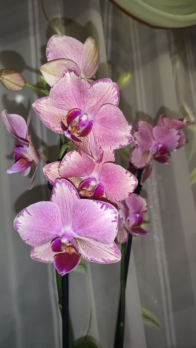 Детки орхидеи Пират Пикоти