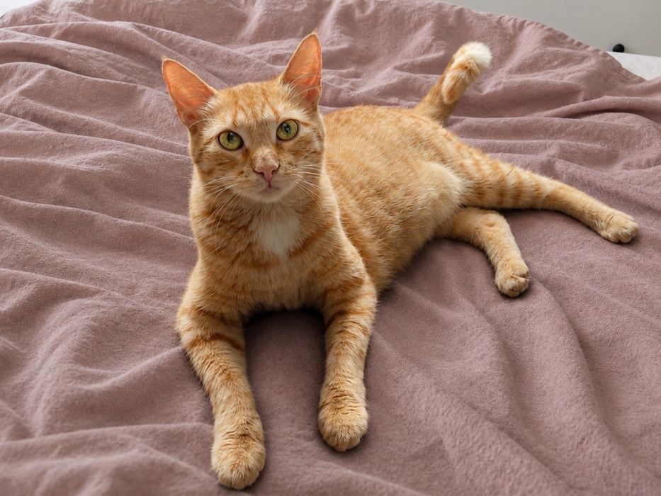 SIMBA - jasnoruda piękność, mloda koteczka szuka domu