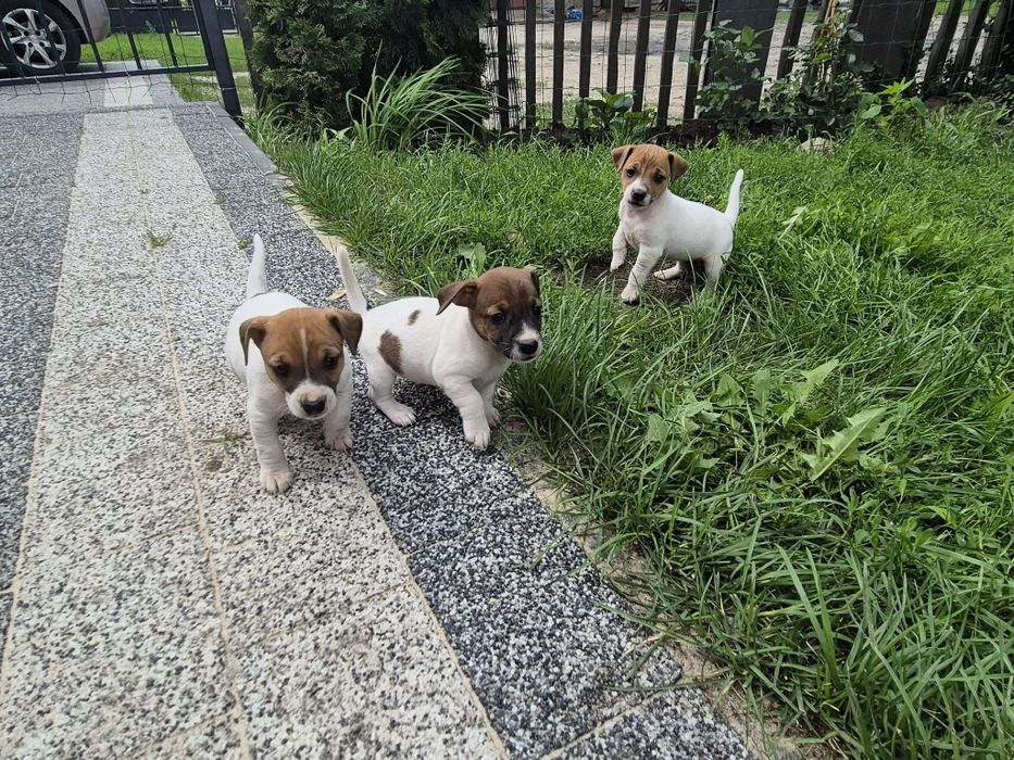 Sprzedam pieska Jack Russell terrier