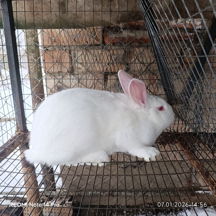 Кролики Термонці