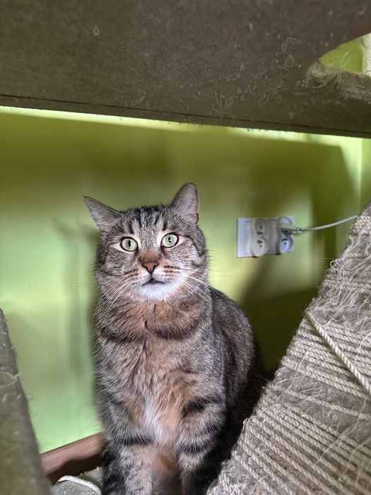 Bury Racuch czeka na dom! – kocurek do adopcji