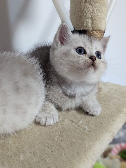 Шотландские прямоухие котята