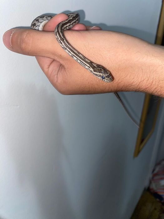 Terrario e corn snake