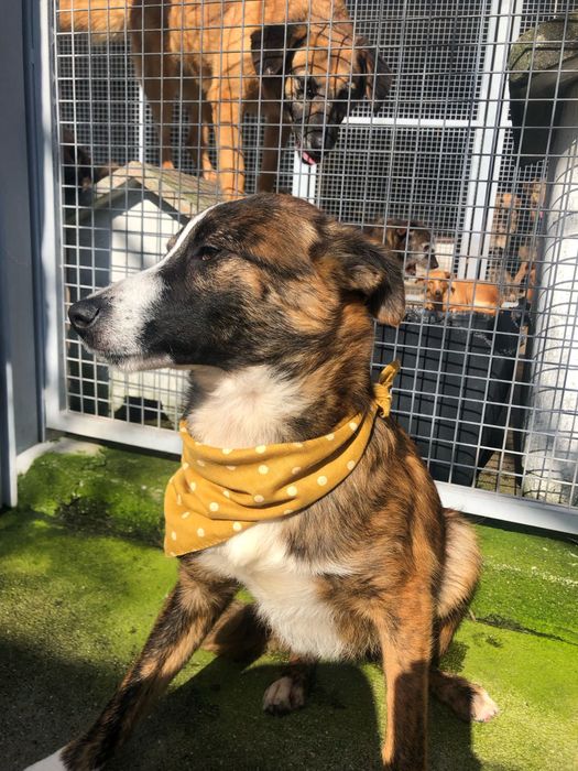 Toy - cao jovem para adocao