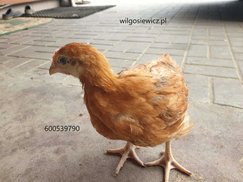 Kurczak zagrodowy Brojler Rebo pisklęta dostawa na miejsce