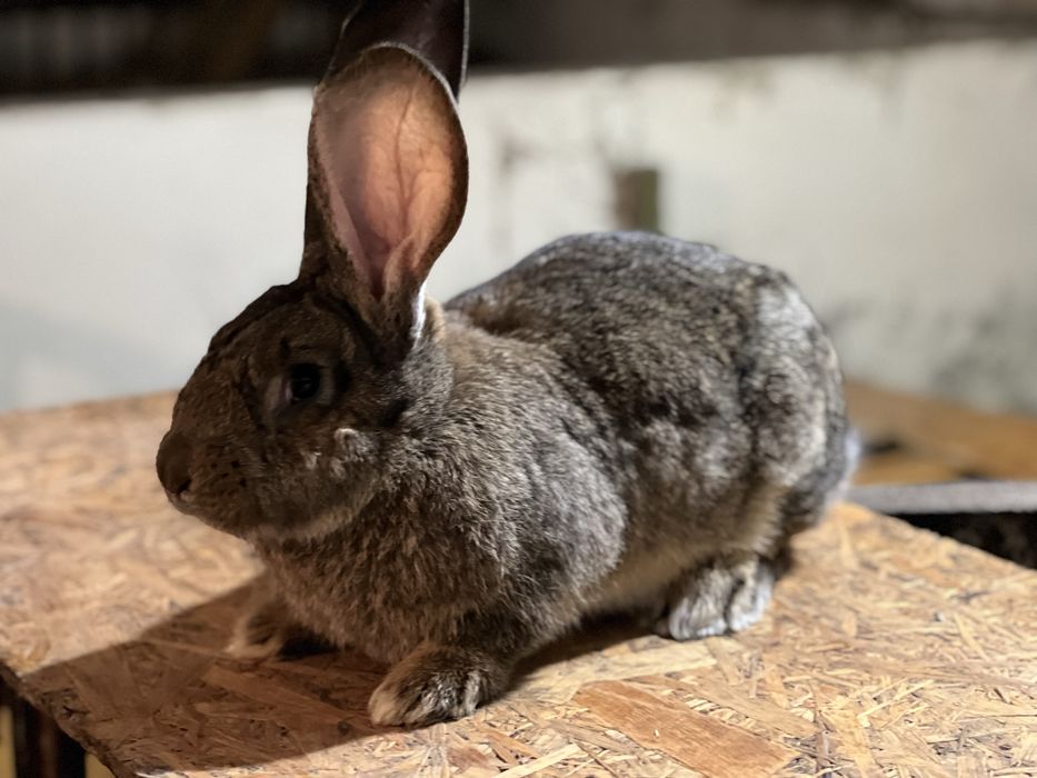 Królik olbrzym belgijski samica