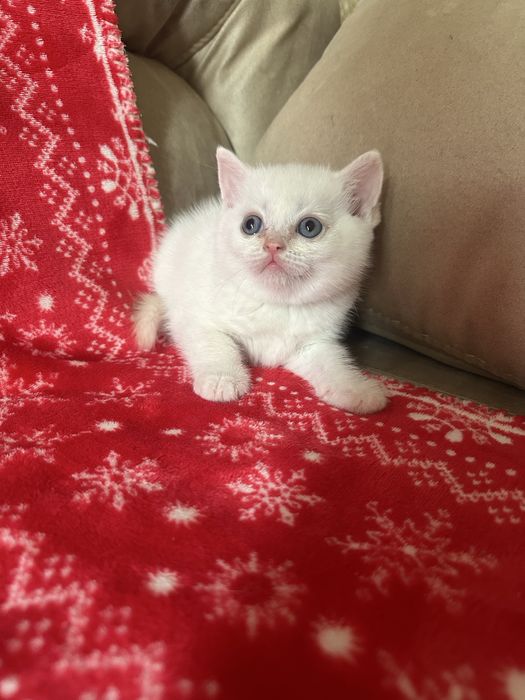 Котята  породистые «скоттиш-фолд»