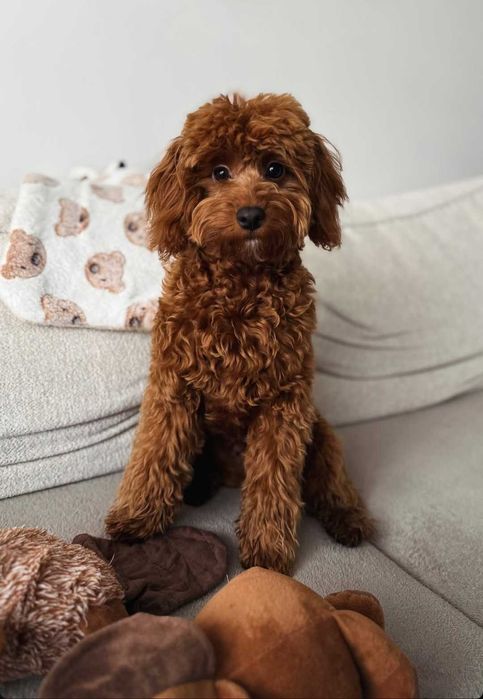 Cavapoo F1B Chłopiec