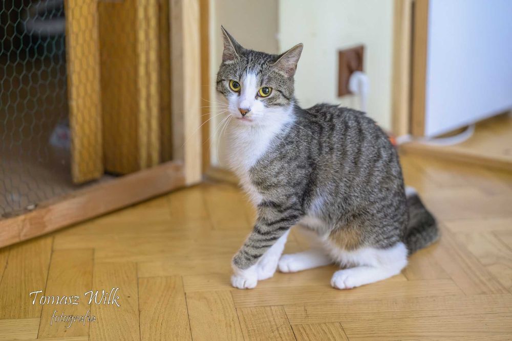 Tobiasz szuka domu !