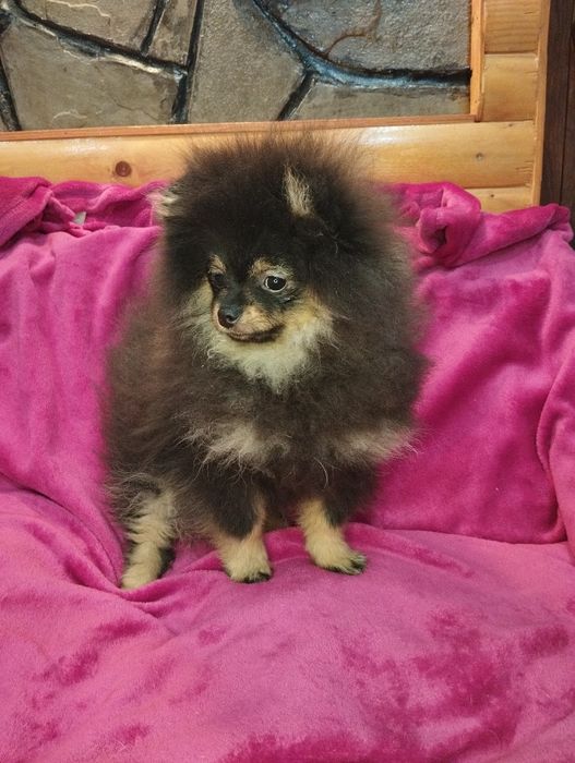 Хлопчик померанський шпіц 4.5 міс