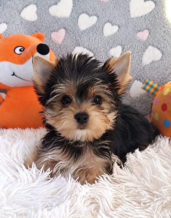 Piesek Yorkshire Terrier