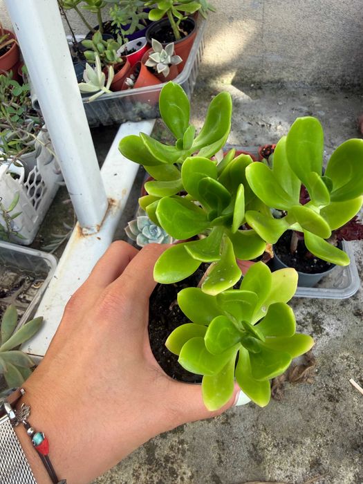 Suculentas variadas 3€ cada