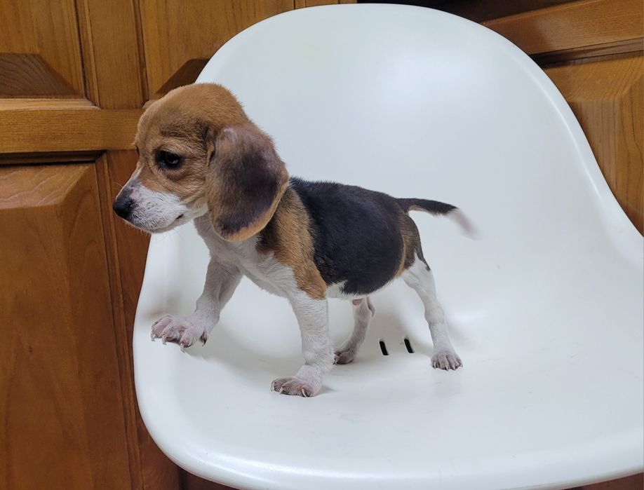 Cachorrinho beagle macho