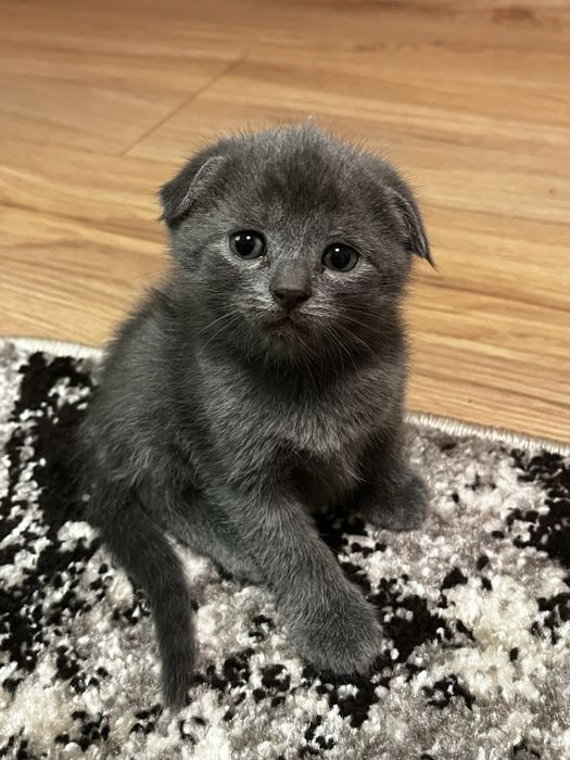 Продам шотландських висловухих кошеняток