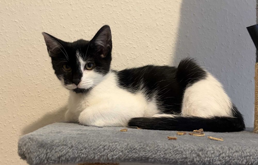 Baloo - kotek do adopcji