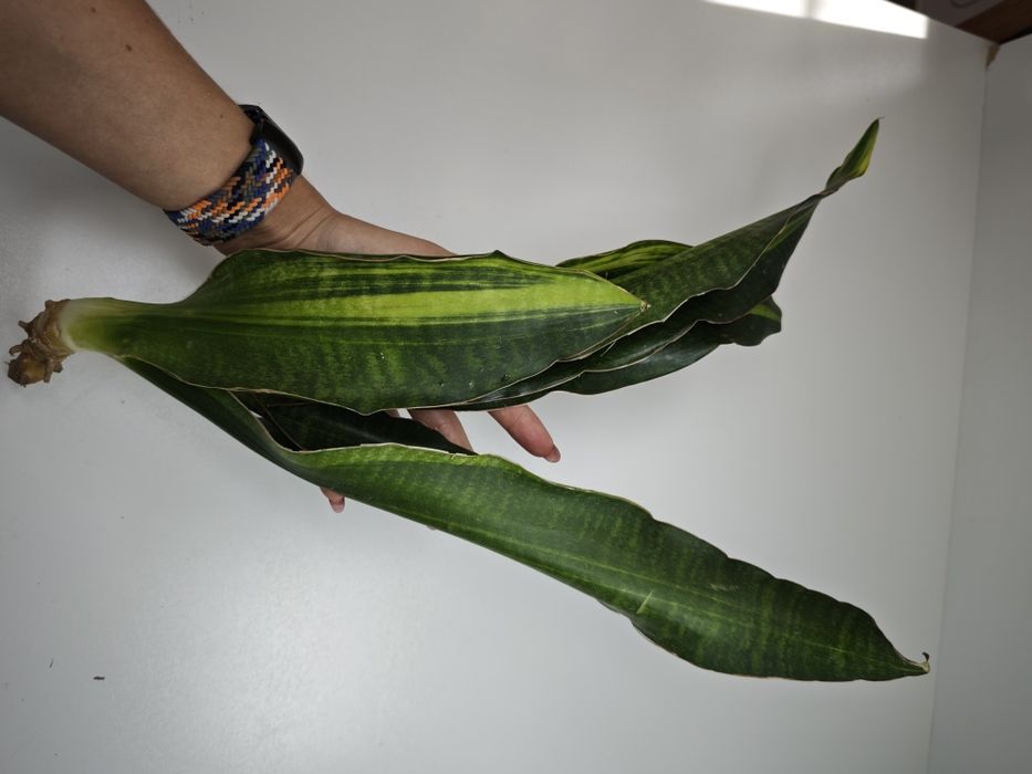 Sansevieria Little Dragon var