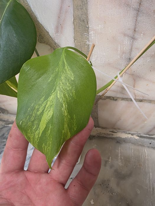 Monstera Aurea var