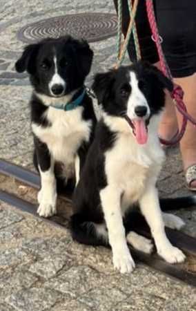 Border Collie szczeniaczek z rodowodem