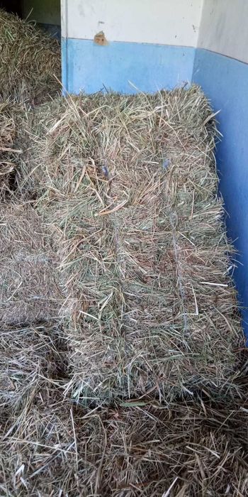 Сіно лугове,сено 2025р