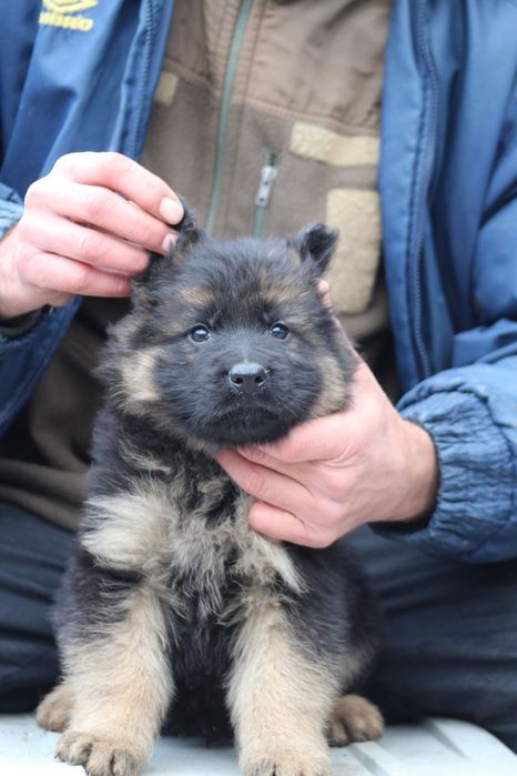 Щенки немецкой овчарки