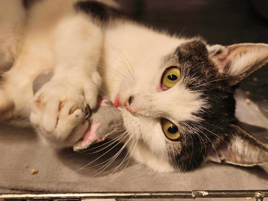 Mirka szuka domu pełnego miłości