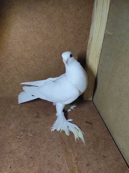 Gołąbek widymek samica