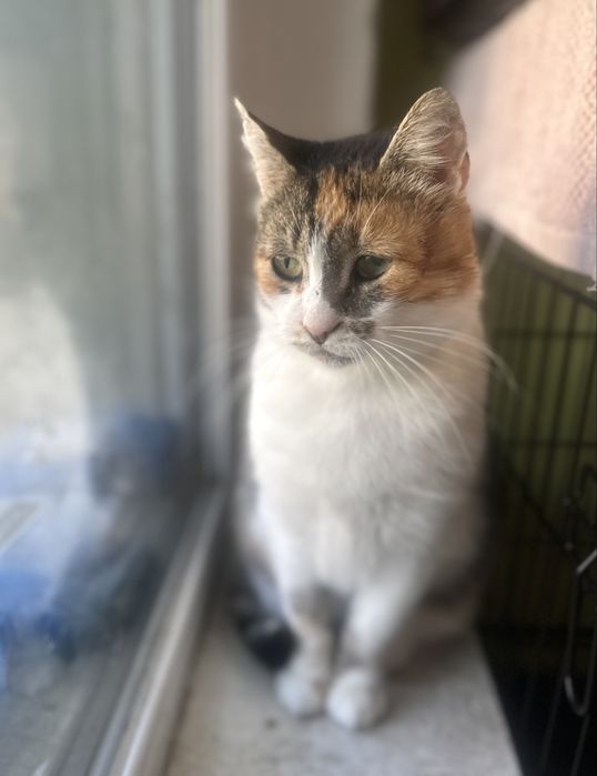 Królowa Gaja czeka na kochajacy dom