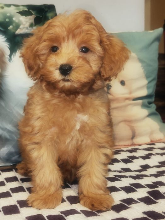 Rudy piesek Maltipoo