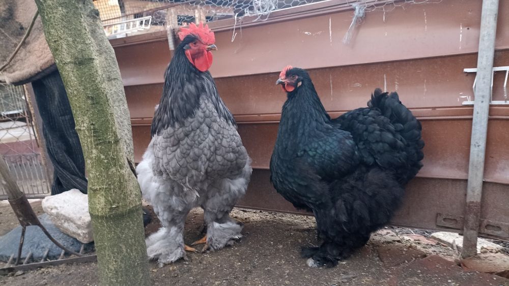 Продам кохінхінів