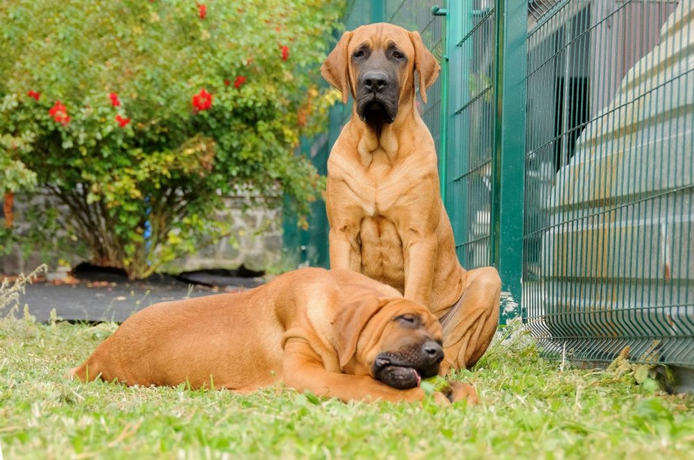 Підрощені Тоса Іну - японський мастиф