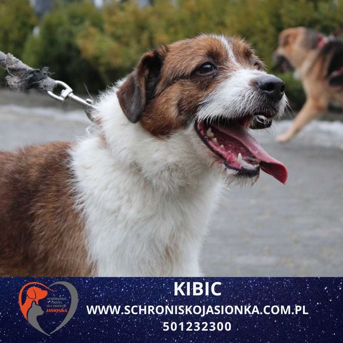 Kibic -do adopcji