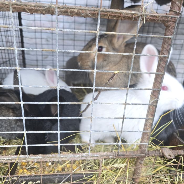 Кролі 2 місяці,ціна 250 грн/шт,термонський білий.