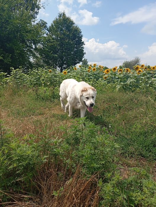 Ищу для девочки Алабая жениха для вязки