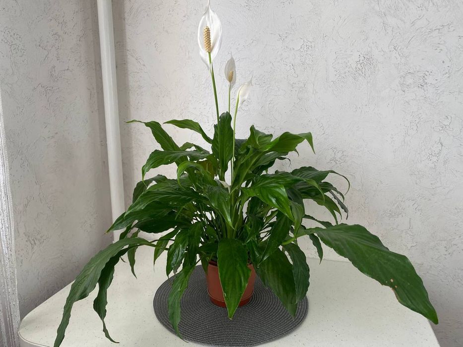 Продам квітучий, розкішний спатифіліум" жіноче щастя"