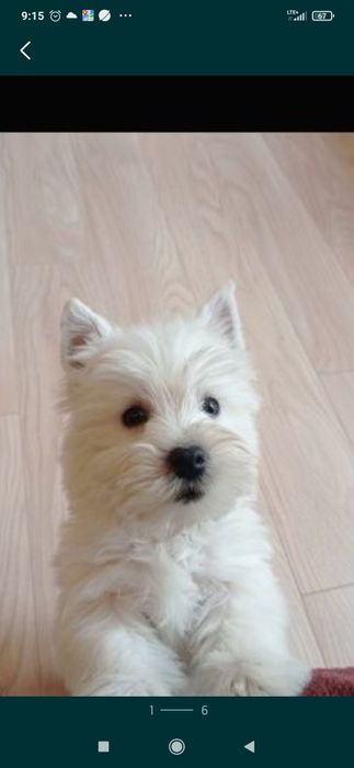 West Highland White Terrier