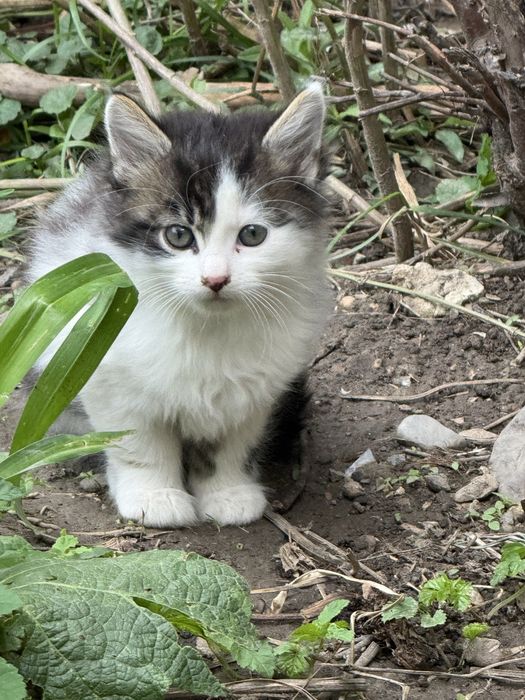 Віддамо безкоштовно котиків!!!