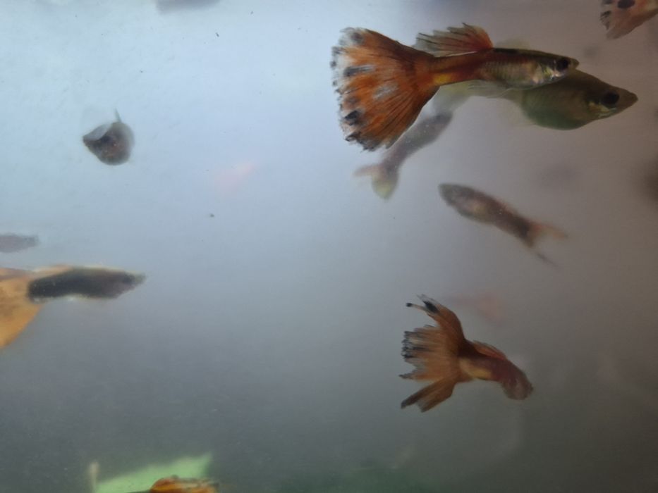 Guppies 10 casais