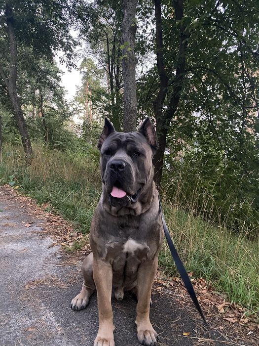 Шукаємо дівчинку для мого хлопчика, ще не розвязаний,  1 рік 9 місяців