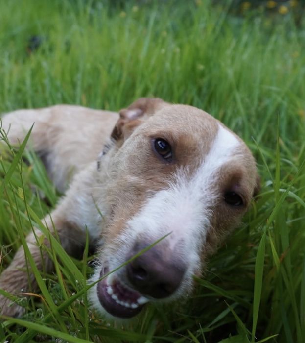 Cãozinho jovem para adoção responsável