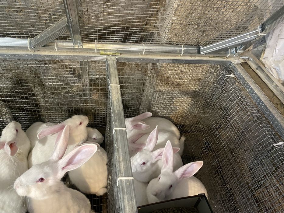 Термонська біла