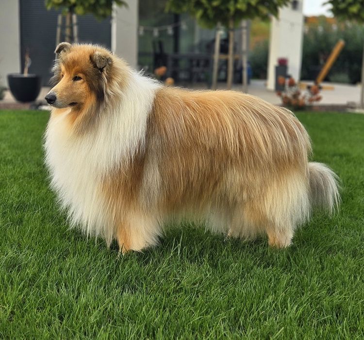 -Reproduktor/ krycie - Owczarek Szkocki Collie