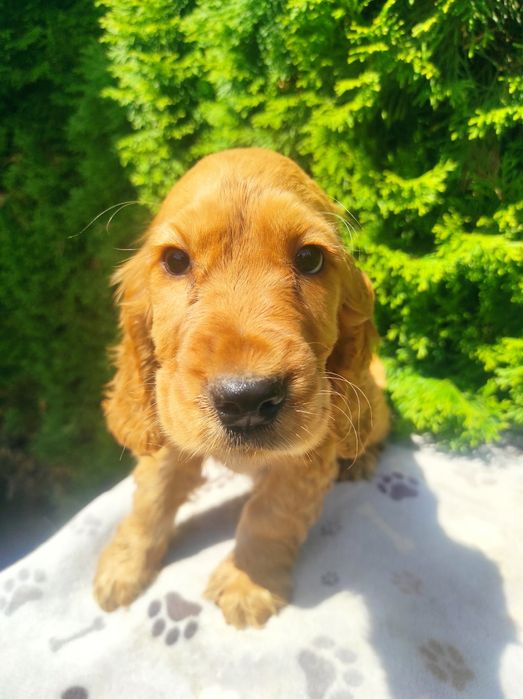 Cocker spaniel angielski chłopak