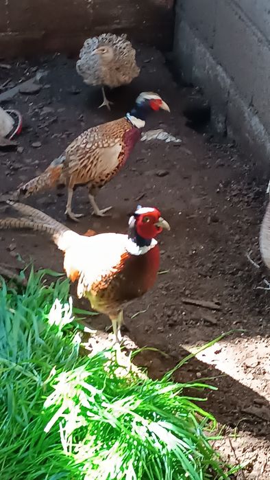 Faisão coleira novos